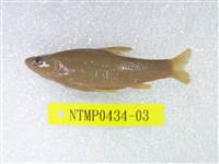 藏品(羅漢魚)的圖片